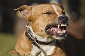 What are the 5 most aggressive dog breeds?